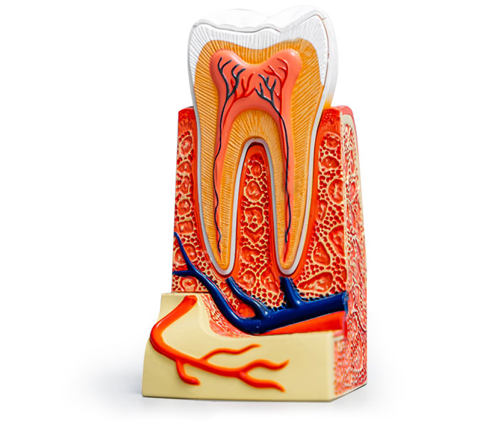 illustrative image of root canal treatment